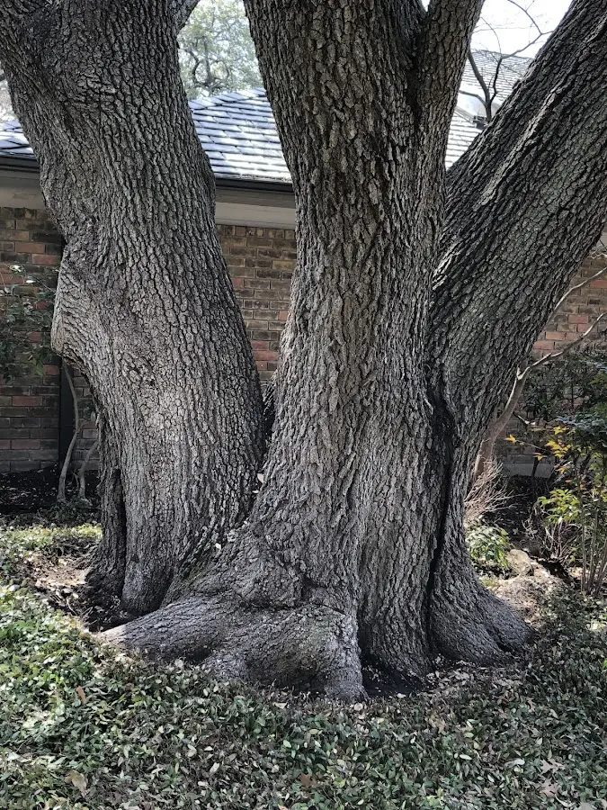 Mature heritage tree close to a Ardmore property cared for by certified arborists